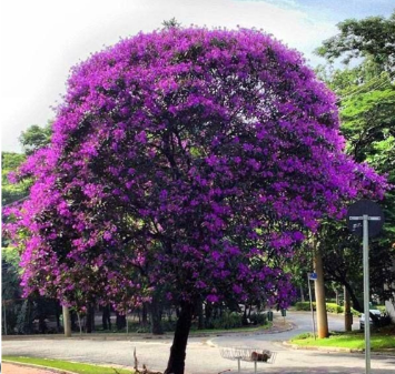 Mudas de Manacás ou Tibouchinas