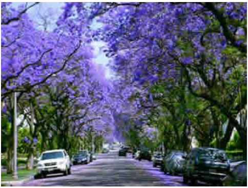 Mudas de Jacarandá