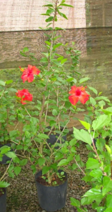 Mudas de Hibisco