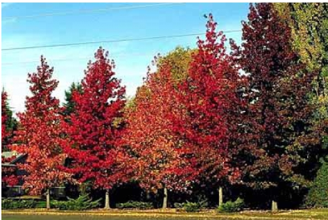 Mudas de Liquidambar