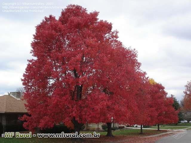 Mudas de Acer