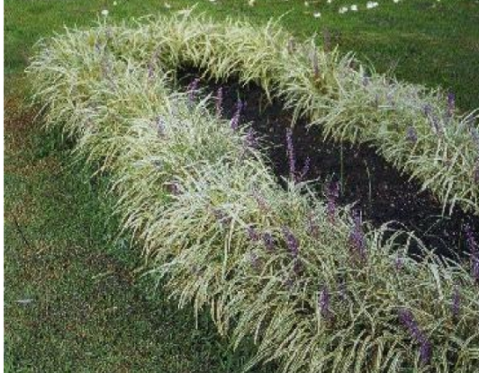 Mudas de Barba de Serpente ou Brasileirinha (flor lilás)