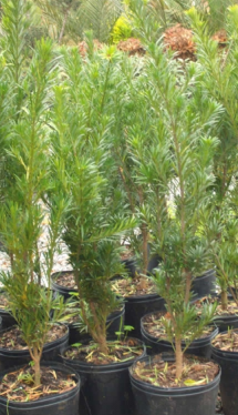 Mudas de Podocarpus