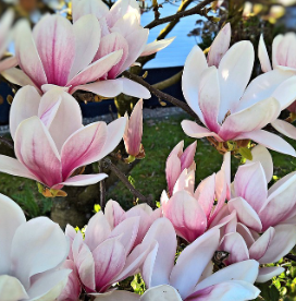 TULIPA \MAGNÓLIA BRANCA