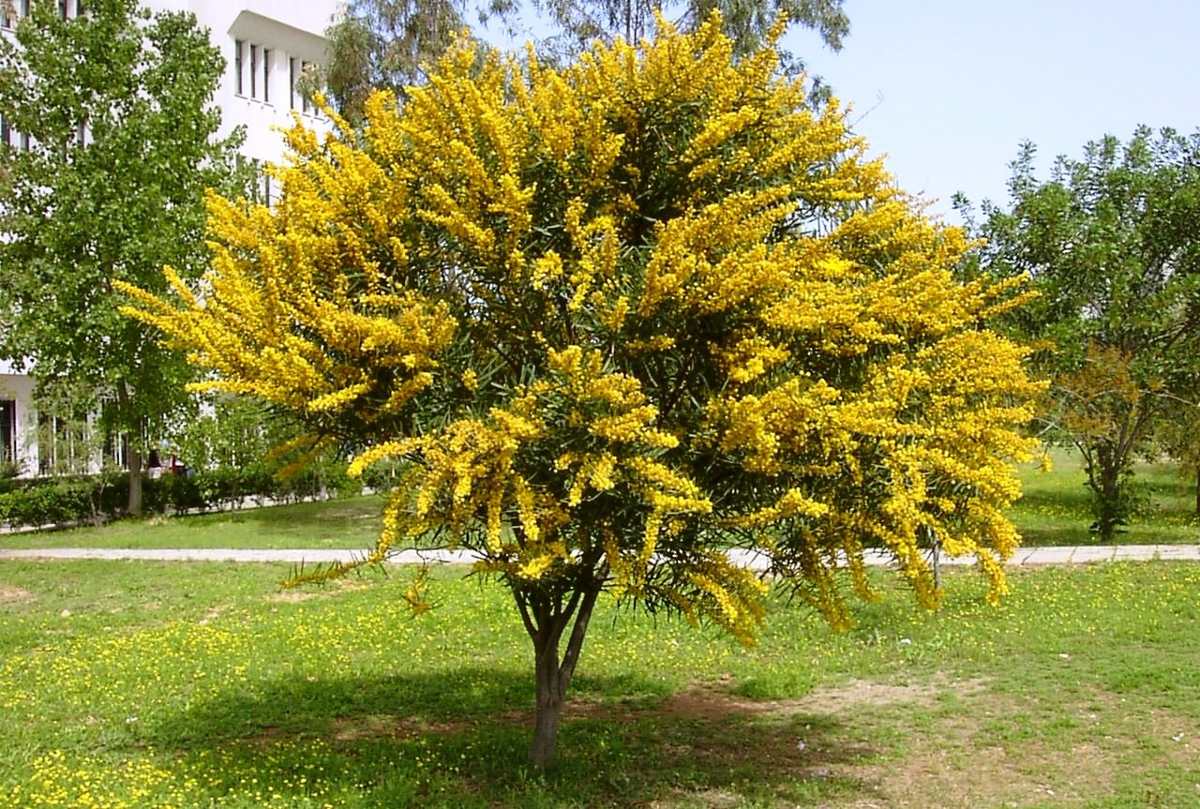 Mudas de Acácia Mimosa