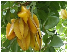 Mudas de Carambola