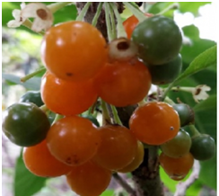 Mudas de Fruta do Sabiá