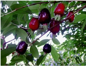 Mudas de Cereja Nativa Preta