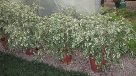 Mudas de Ficus