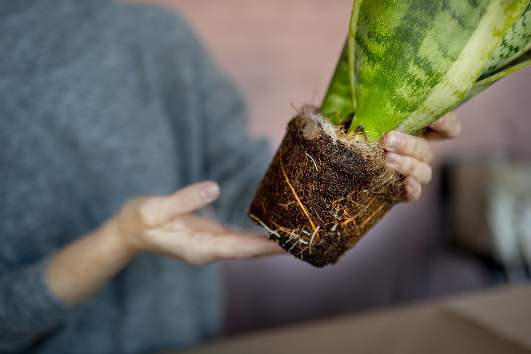 Transplante de Plantas de Grande e Pequeno Porte